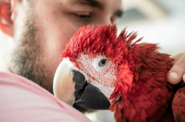 Papugarnia