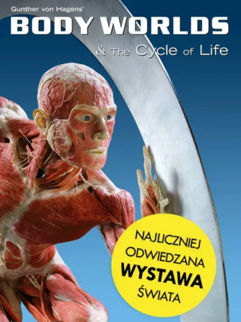 Katowice Wydarzenie Wystawa Body Worlds Katowice